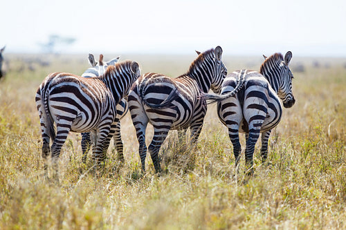 Three zebras from behind