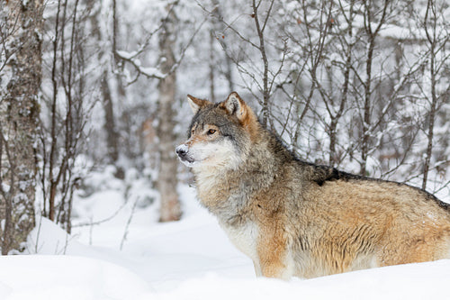 One beautiful wolf standing in the snow in beautiful winter forest