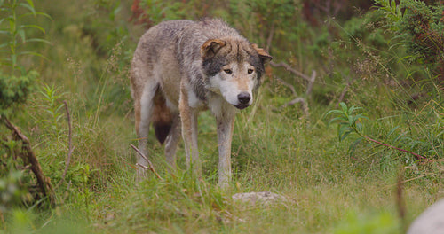 Elder grey wolf standing still in the grass at the forest floor