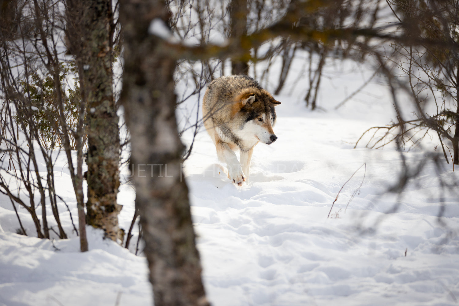 Wolf walking through bare trees on snow in nature