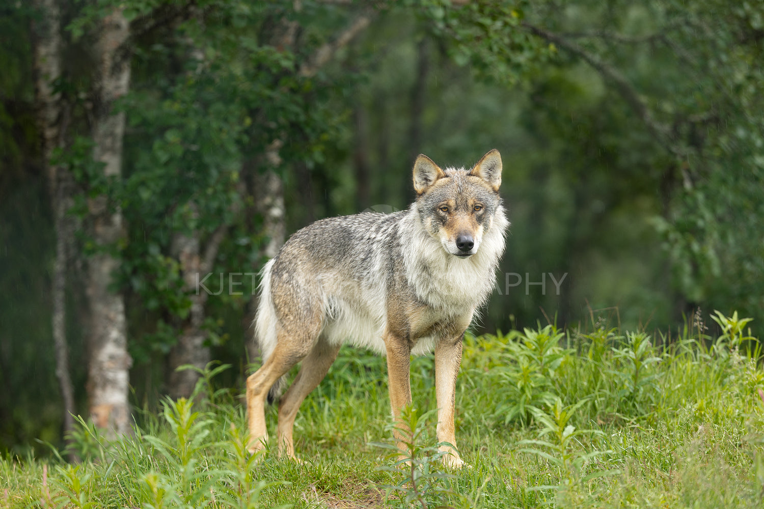 Large male grey wolf looing for enemies in the forest