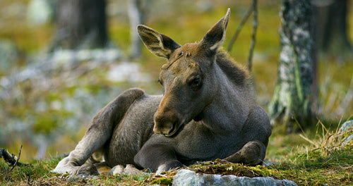 Close-up of a young moose calf rests on the forest floor