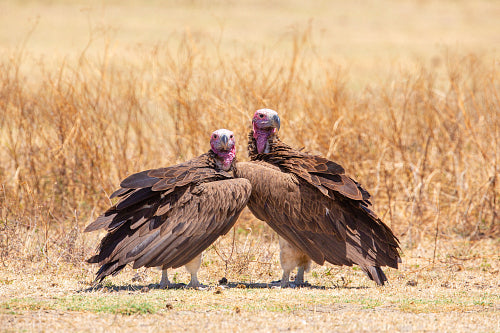 Two large vultures at Ngorongoro Tanzania Africa