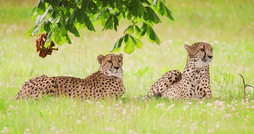 Alert cheetahs lying on field in forest