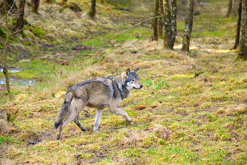 Wild male wolf walking in the forest in the autumn colored forest