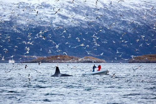 Whale safari on rib boat in the arctic environment