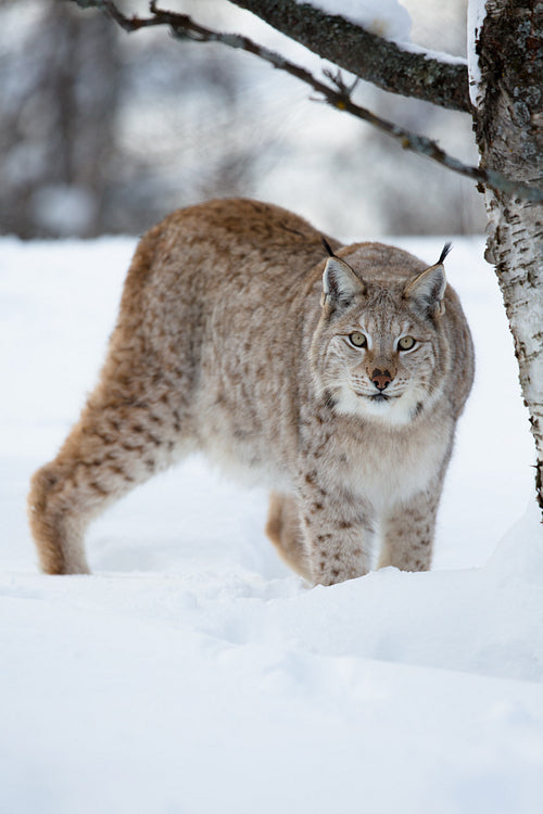 Lynx in winter forest