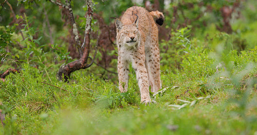 Eurasian lynx stretching in a green grassy area