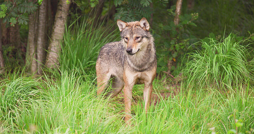 Alert wolf on field in forest
