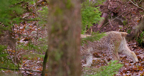European lynx cub sneaks in the forest