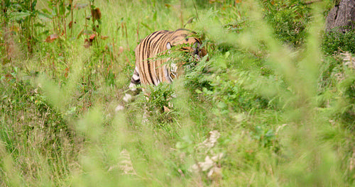 Tiger walking amidst plants in forest