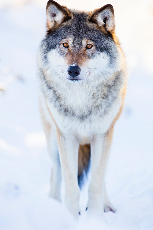One wolf stands in beautiful winter forest
