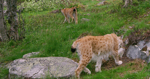 Following two european lynxes walking in the forest