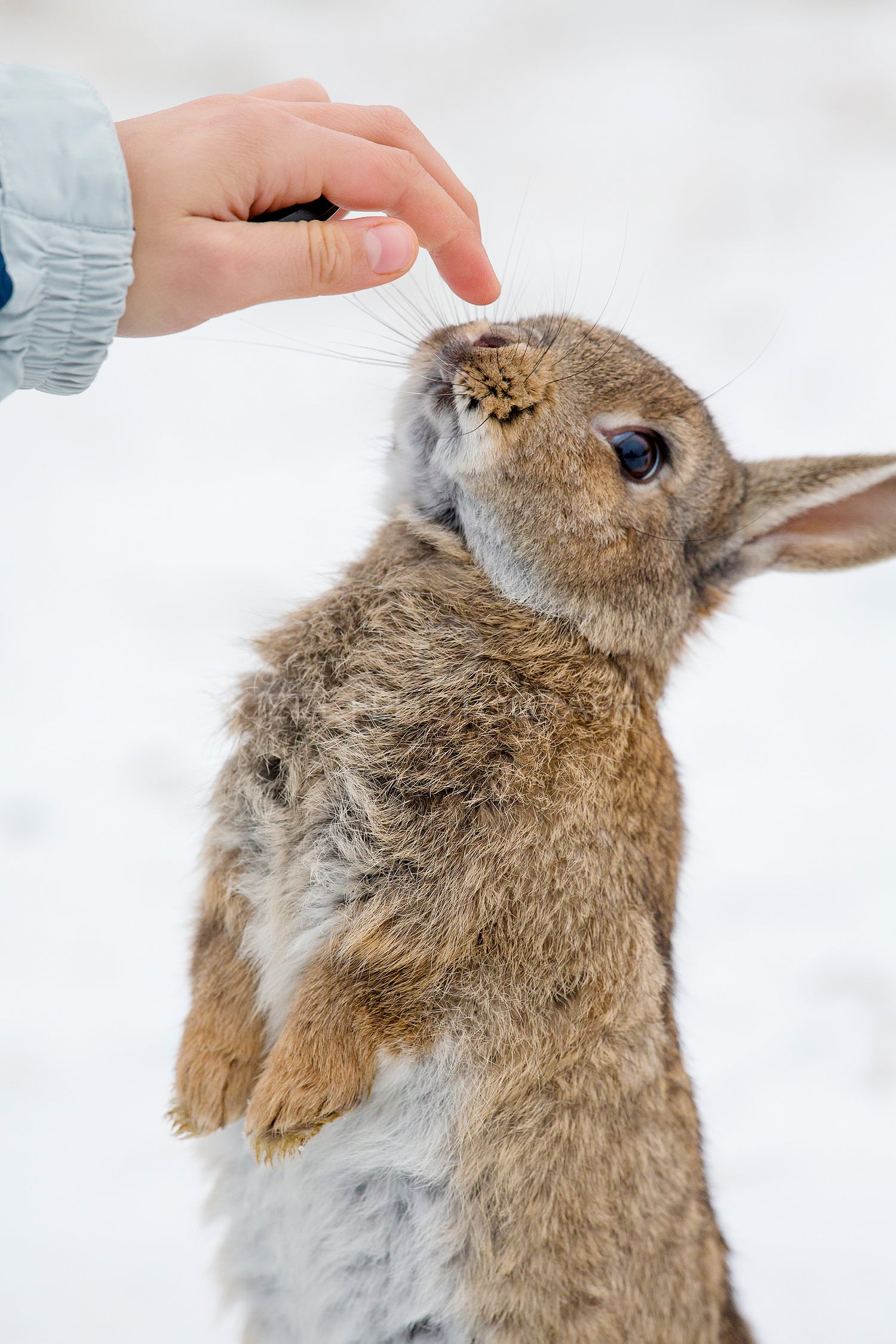 Young girl and cute hare outdoor in the snow