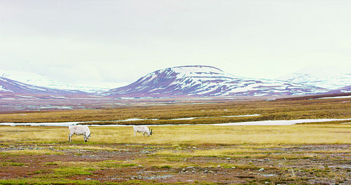 Two reindeers eats grass in the beautiful landscape of Svalbard