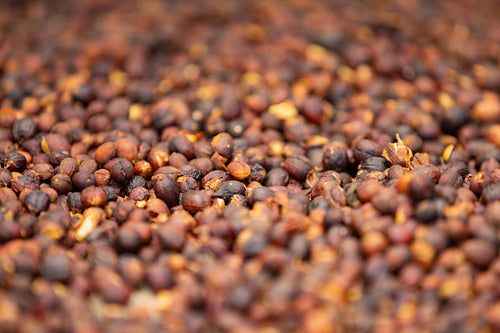 Macro of Raw Coffee Beans Drying In Crate