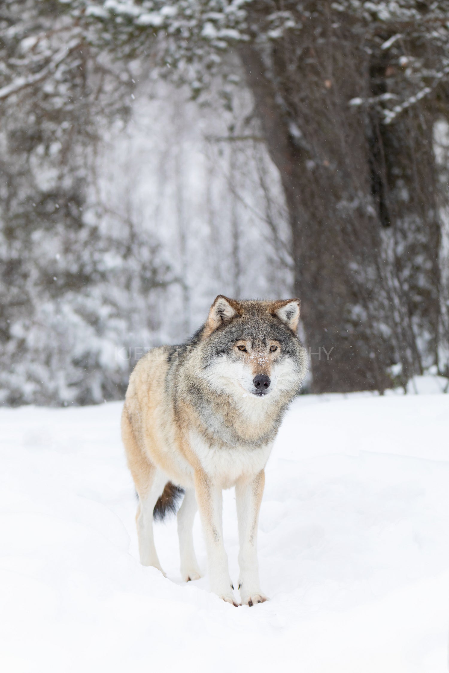 Beautiful wolf standing in the snow in beautiful fairytale looking cold winter forest