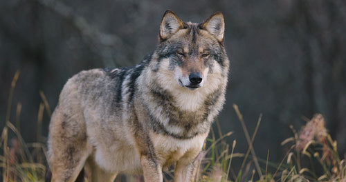 Beautiful male grey wolf standing in the forest observing