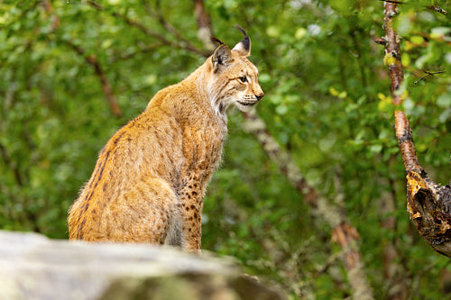 Lynx sitting on a rock in the green forest
