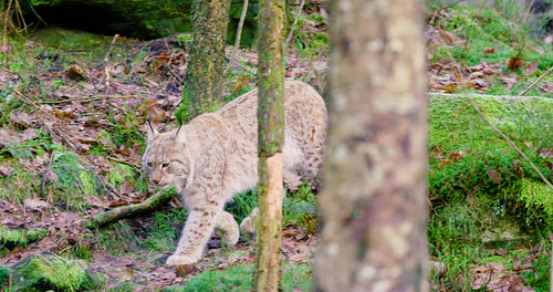 One european lynx cub walks in the woods