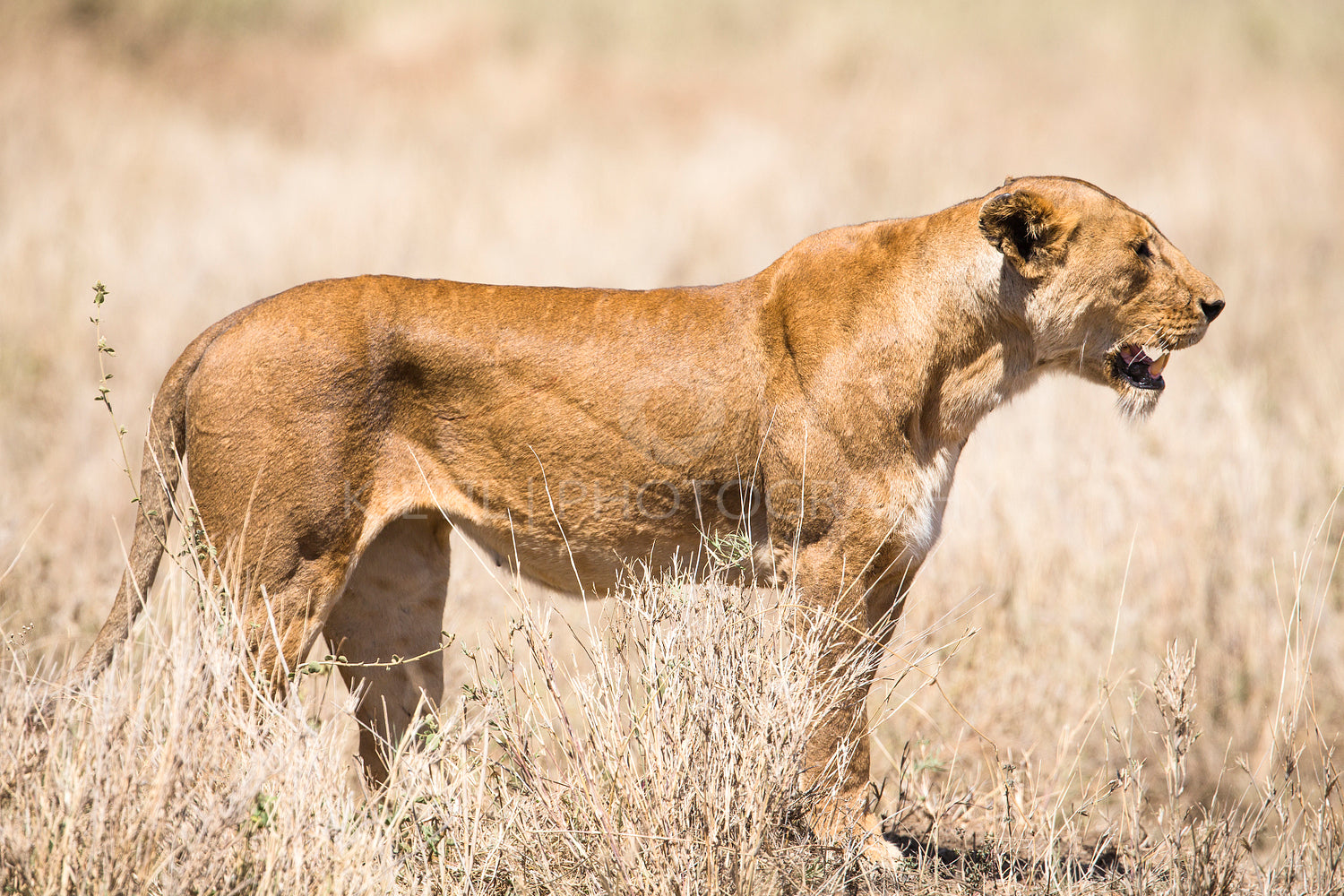 Wild lion looking after prey in Serengeti
