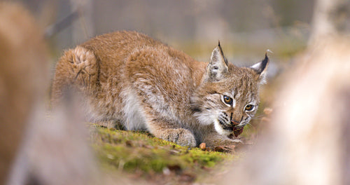 Close-up of a cute eurasian lynx cub eating meat in the forest