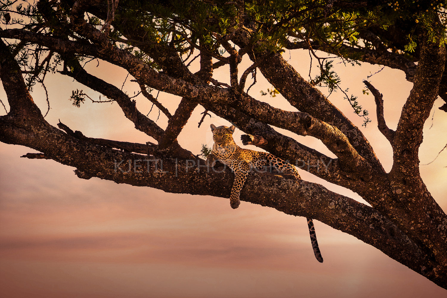 Leopard rests in a tree at sunset