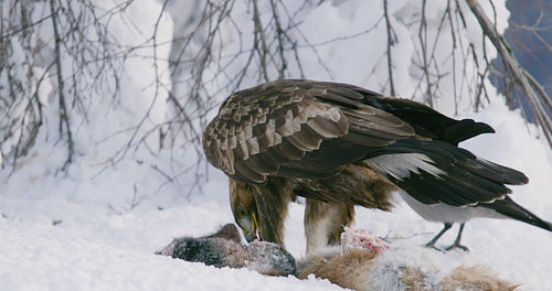 Detailed view of golden eagle eating on dead fox in the mountains at winter