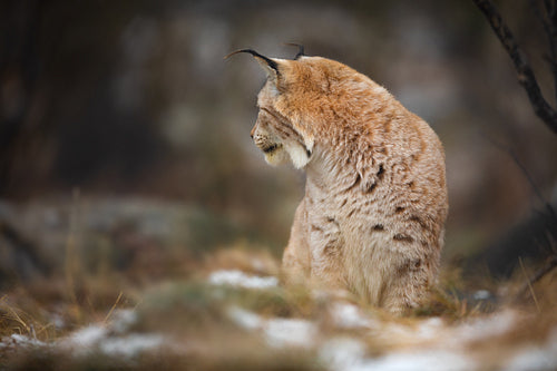 Eurasian lynx look backwards in the forest at winter