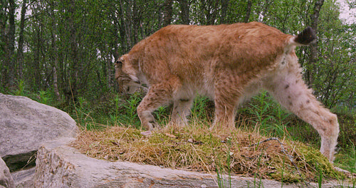 Close-up of a european lynx walking in the forest at summer