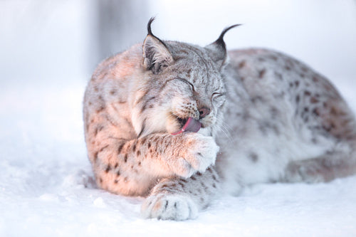 Lynx cleaning paws in snow