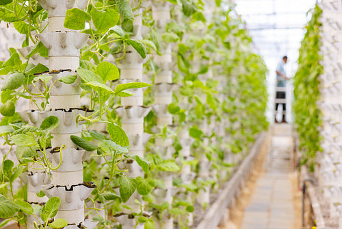 Man Working in Hydroponic Greenhouse with Vertical Pipes and Plants