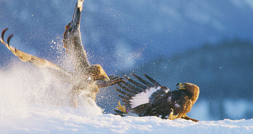 Brutal fight between two large eagles in the mountains at winter