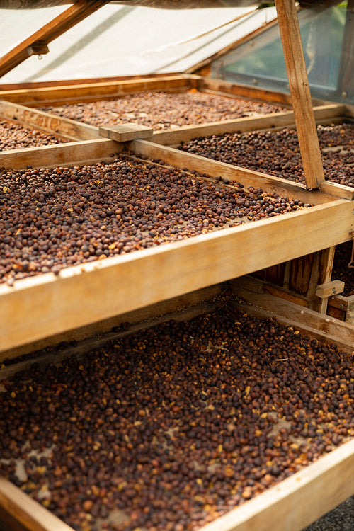 Fresh Coffee Beans Drying In Wooden Crate