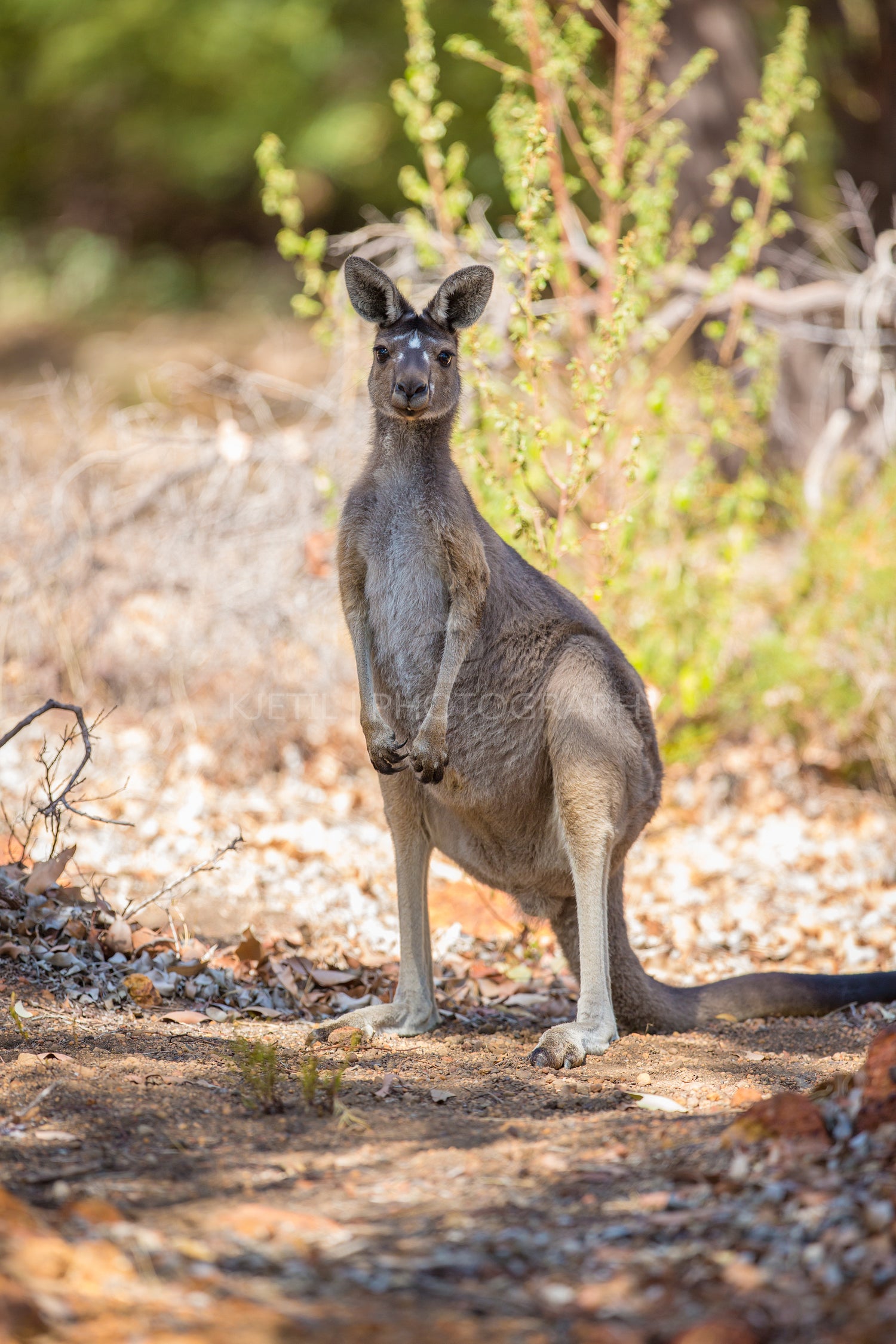 Observant kangaroo