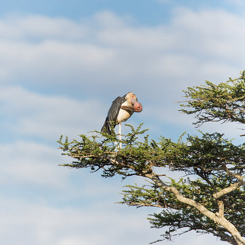Stork in tree