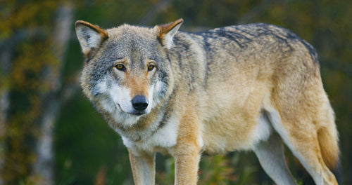 Close-up of beautiful grey wolf standing in the forest observing