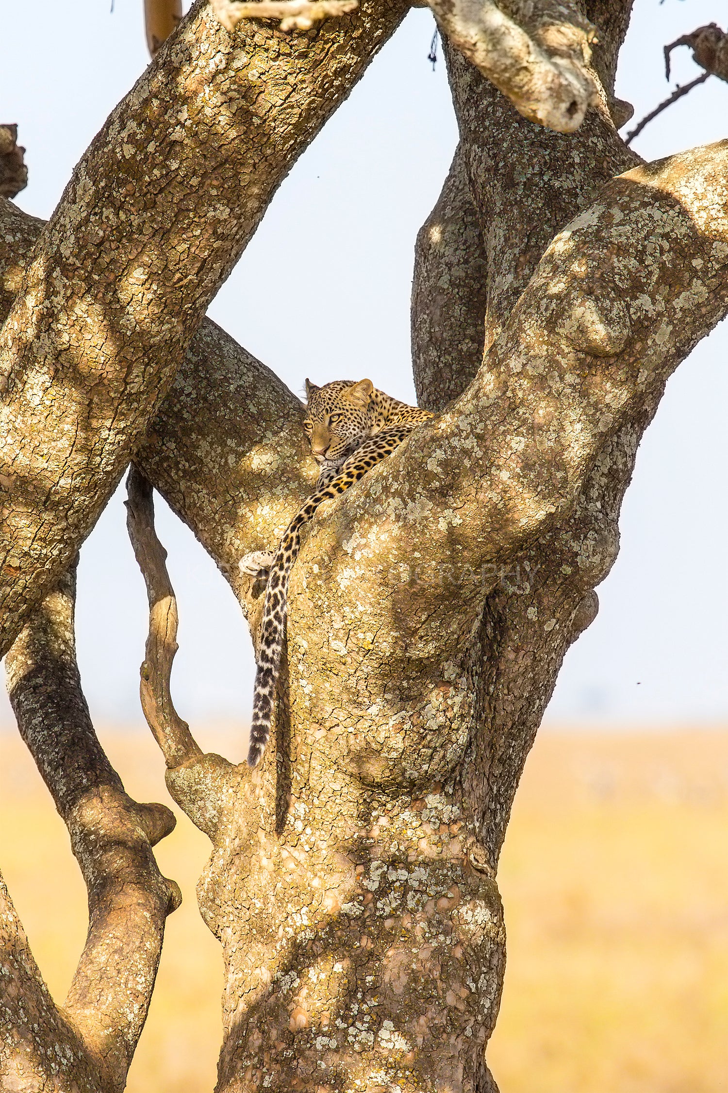 Leopard rests in a tree after meal in Serengeti