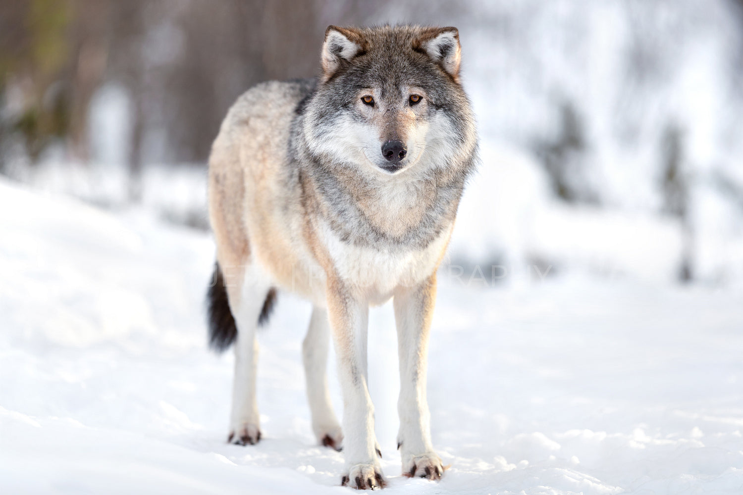 Portrait of Eurasian wolf on snow during sunny day in the forest