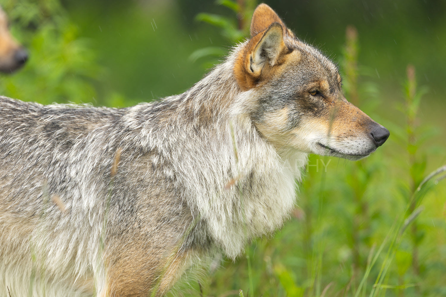 Close-up of female grey wolf standing on rock in the forest