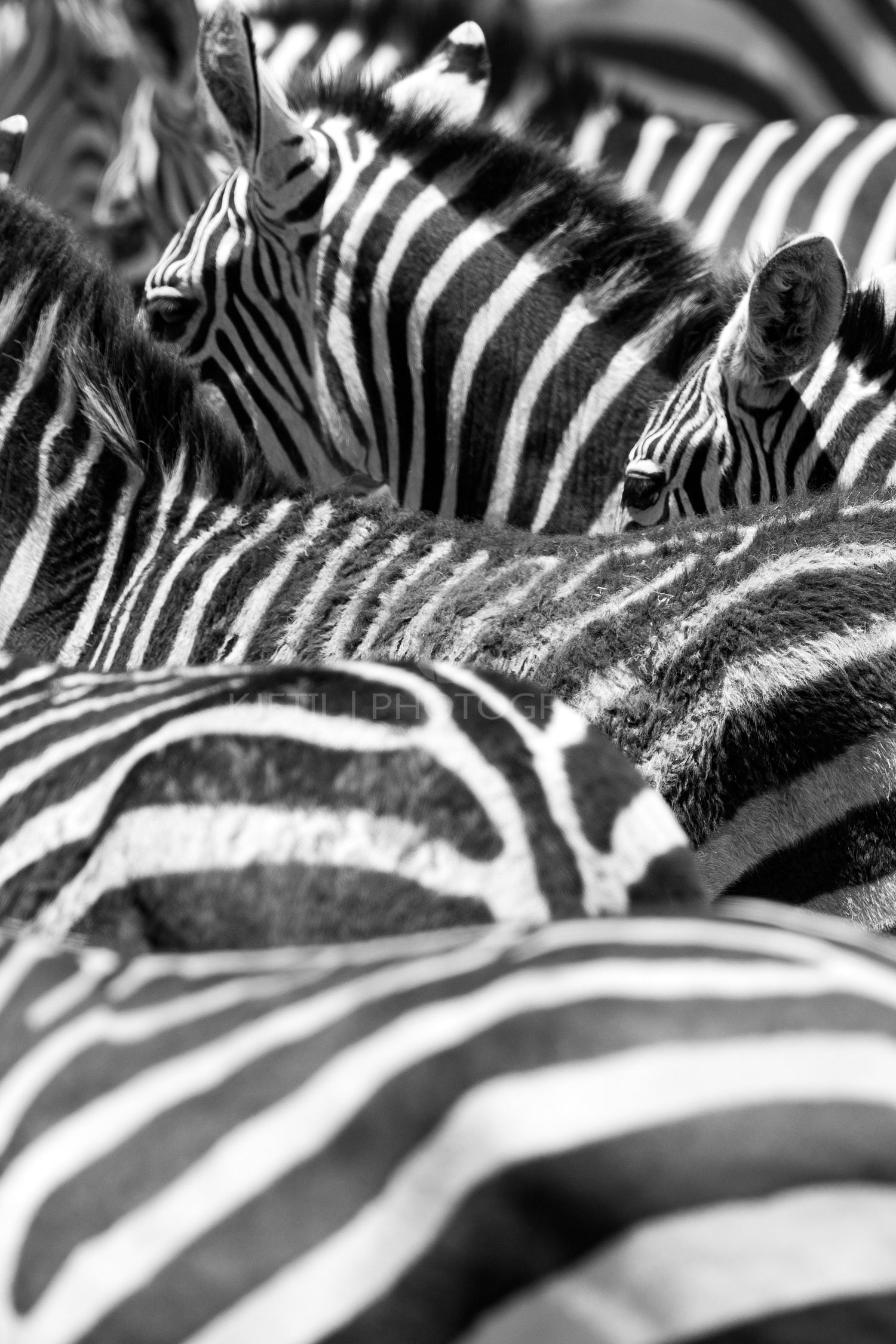 Close up of the black and white zebra stripes