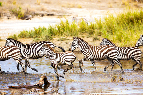 Zebras runs in the water