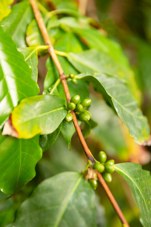 Organic Green Coffee Fruit Plant Growing at Farm