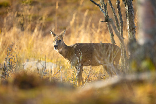 One roe deer standing in the forest at fall
