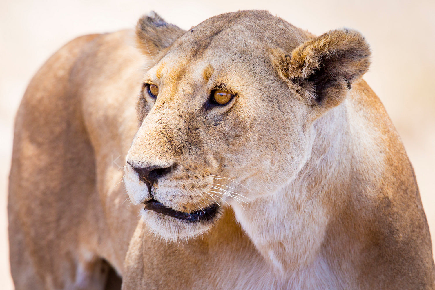 Close up of one large wild lioness in Africa