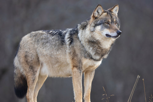 Close-up of large male grey wolf standing on a rock in the forest