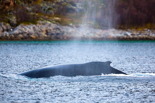 Large humpback whale in the arctic sea