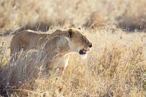 Injured lion in the Serengeti