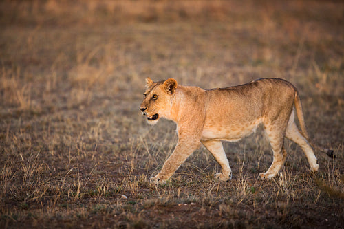 Lion walking in Serengeti