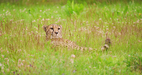 Close-up of adult cheetah in the grass looking after enemies